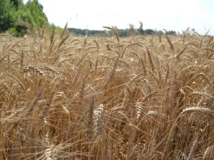 Глеб Никитин: «Для климатической зоны, где мы находимся, подотрасли сельского хозяйства показывают очень серьезные результаты»